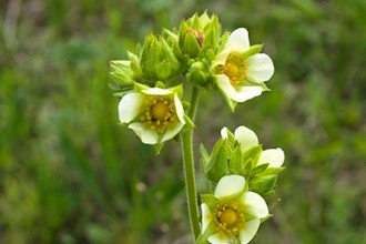 Native Plant ID